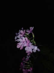 Phlox pilosa