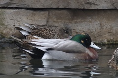 Anas platyrhynchos × Mareca americana