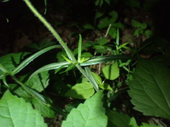 Phlox pilosa