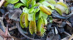 Dionaea muscipula