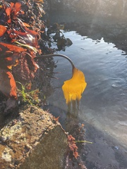 Laminaria setchellii