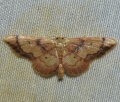Idaea demissaria