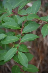 Lyonia lucida