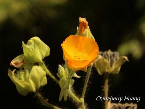Abutilon grandifolium
