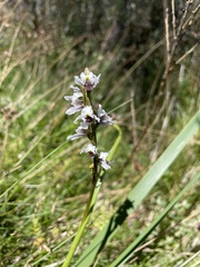 Prasophyllum suttonii