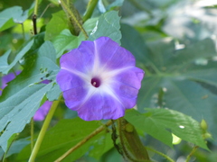 Ipomoea setosa