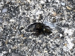 Anarrhotus fossulatus
