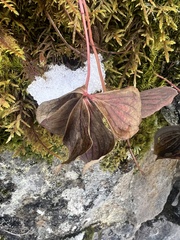 Arctocrania