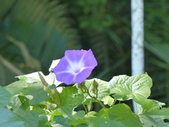 Ipomoea setosa