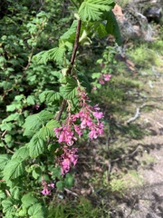 Ribes sanguineum glutinosum