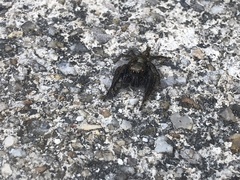 Anarrhotus fossulatus