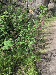 Ribes sanguineum glutinosum
