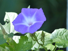 Ipomoea setosa