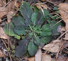 Salvia lyrata