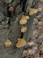 Crepidotus mollis