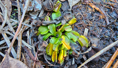 Dionaea muscipula