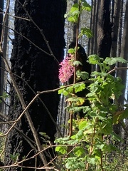 Ribes sanguineum glutinosum