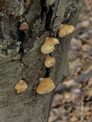 Crepidotus mollis