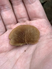 Crepidotus mollis