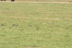 Branta hutchinsii leucopareia