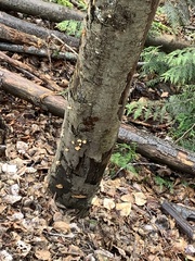 Crepidotus mollis