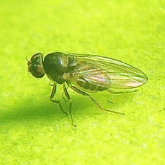 Ephydroidea