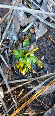 Dionaea muscipula