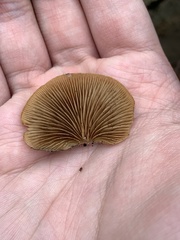 Crepidotus mollis
