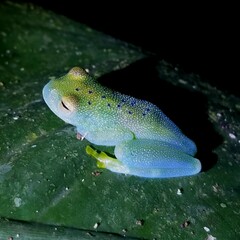 Cochranella granulosa