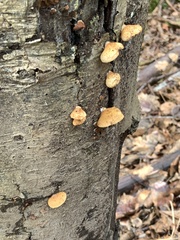 Crepidotus mollis