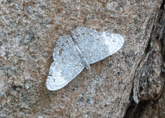 Hamadryas glauconome