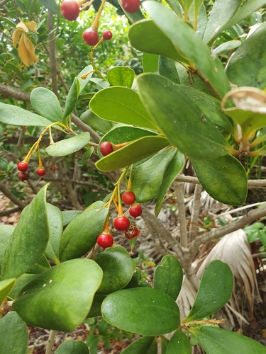 Jacquinia arborea, photograph 3