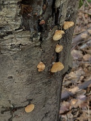 Crepidotus mollis