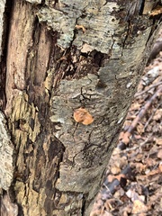 Crepidotus mollis