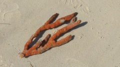 Clathria prolifera