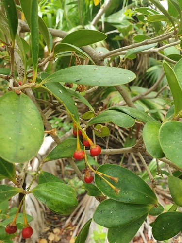 Jacquinia arborea, photograph 4