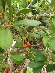 Jacquinia arborea, photograph Yolanda M. Leon, CC0, iNaturalist via GBIF