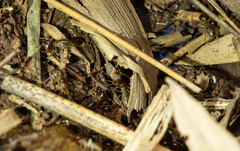 Macrotermes annandalei