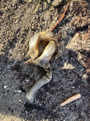 Spirobranchus cariniferus