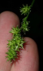 Carex sparganioides