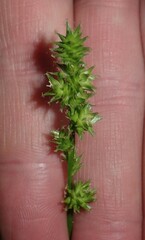 Carex sparganioides