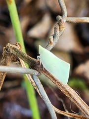 Colgaroides acuminata