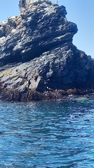 Arctocephalus australis