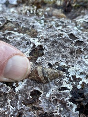 Ocenebrinae