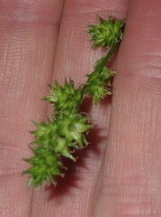 Carex sparganioides