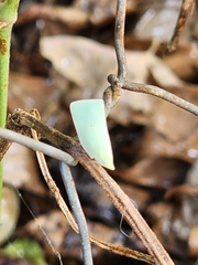 Colgaroides acuminata