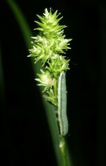 Carex sparganioides