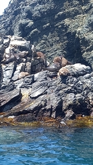 Arctocephalus australis