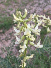 Astragalus trichopodus