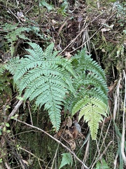 Dryopteris formosana